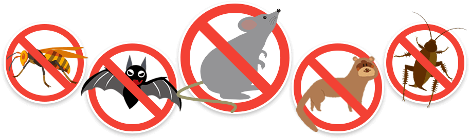 アライグマ駆除｜有限会社サンヨー消毒｜害虫・害獣の駆除、防水工事はお任せください。